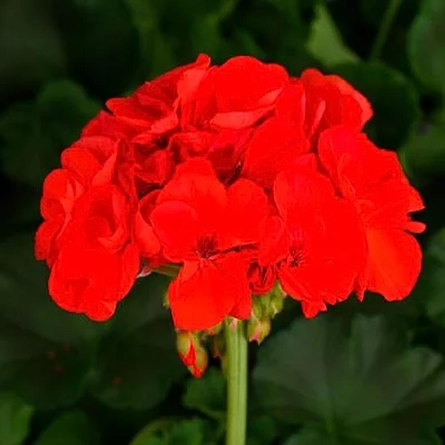 Zonal Geranium Tango Orange 