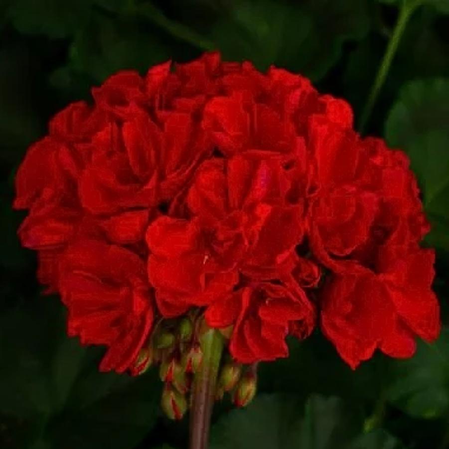 Zonal Geranium Tango Dark Red 