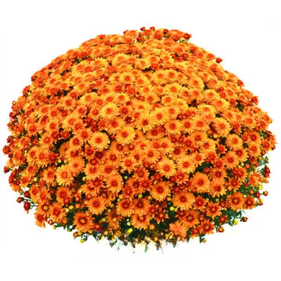 Mum Beverly Orange 