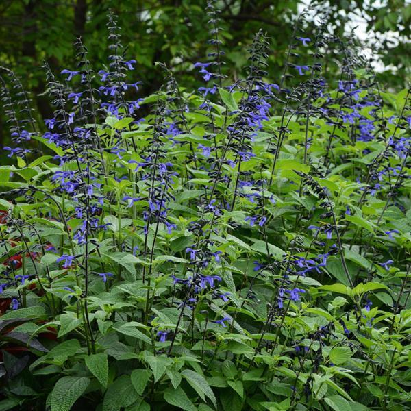 Salvia Black and Bloom Blue 