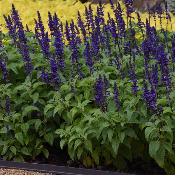 Salvia Mysty Blue 