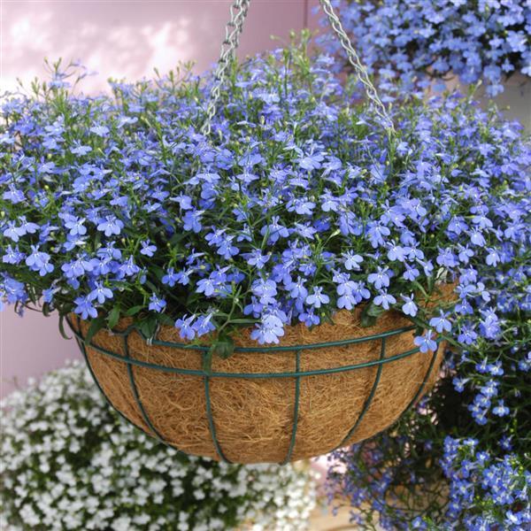 Lobelia Waterfall Blue 