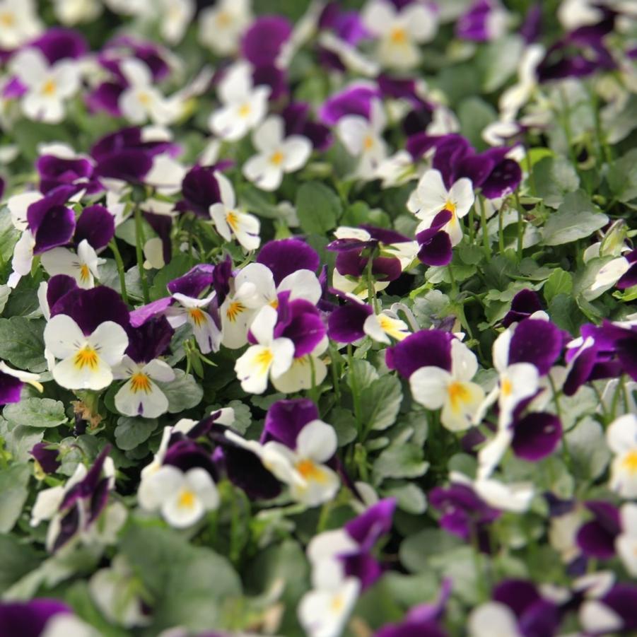 Viola Admire White Purple Wing 