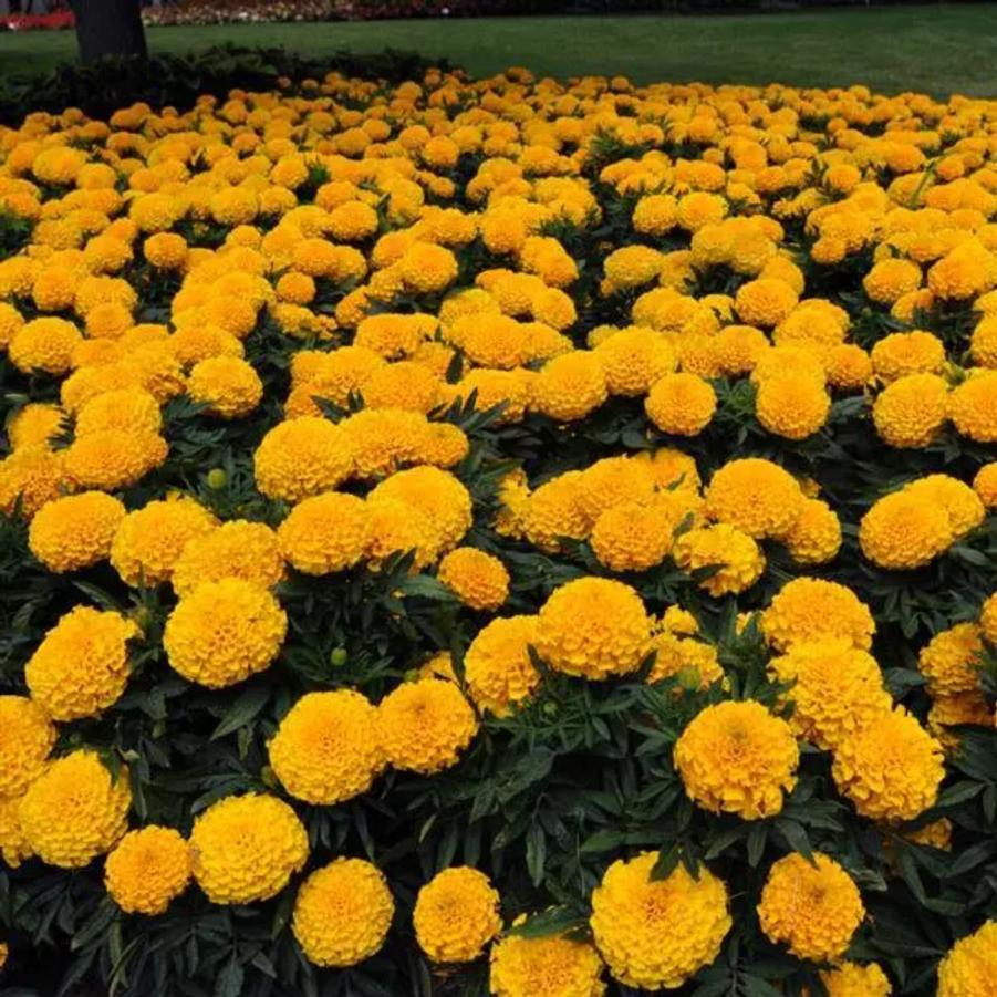 Marigold Taishan Gold 