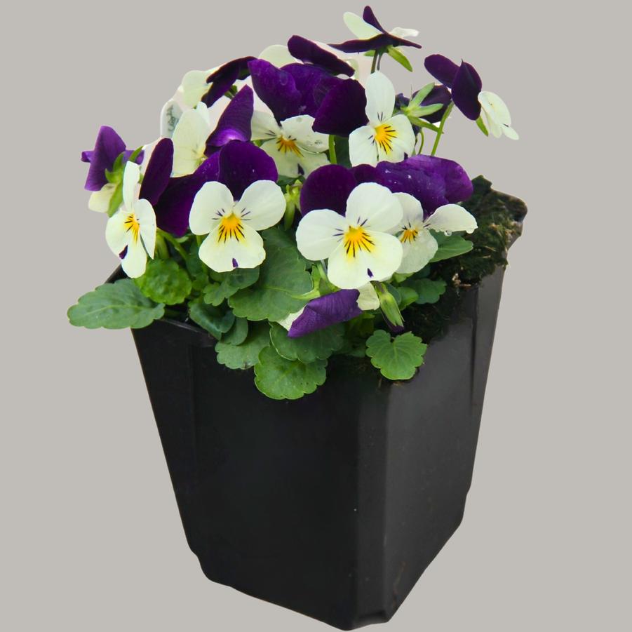 Viola Admire White Purple Wing 