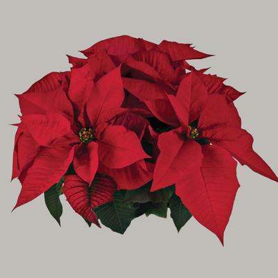 Poinsettia FabYULEous 