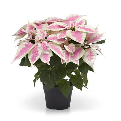 Poinsettia Elegance 