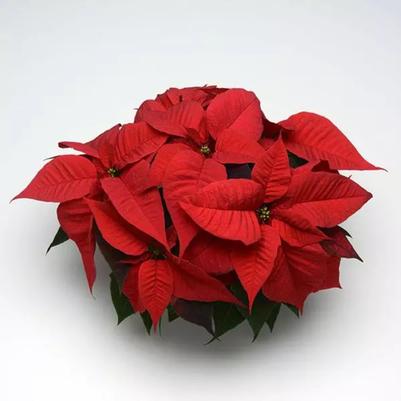 Poinsettia Christmas Spirit 