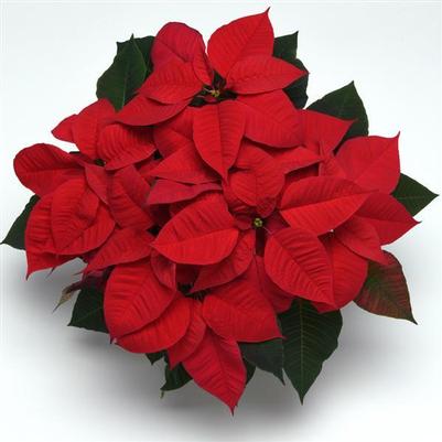 Poinsettia Christmas Magic 