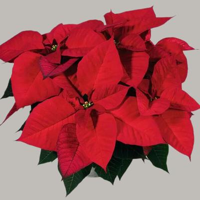 Poinsettia Christmas Eve 