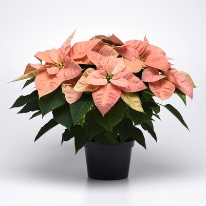 Poinsettia Christmas 