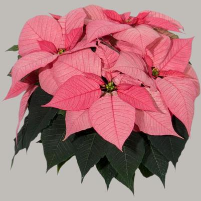 Poinsettia Christmas Glory 