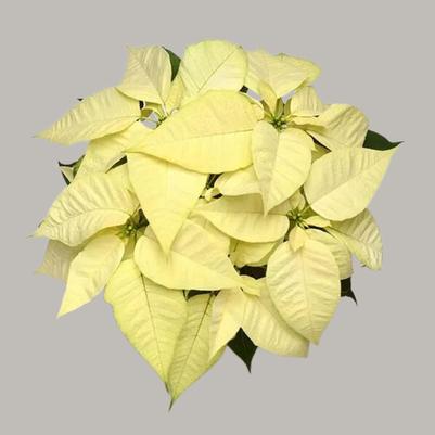 Poinsettia Christmas Joy White 