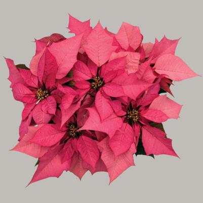 Poinsettia Enduring 