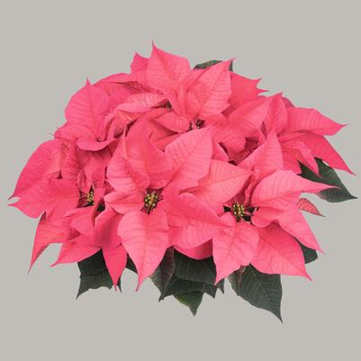 Poinsettia Early Pollys 